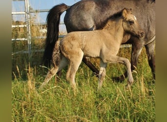 Icelandic Horse, Stallion, Foal (06/2026), Dun