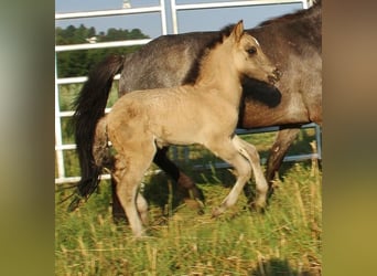 Icelandic Horse, Stallion, Foal (06/2026), Dun