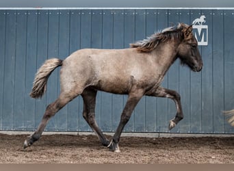Icelandic Horse, Stallion, Foal (05/2026), Dun