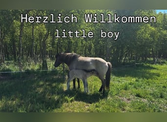 Icelandic Horse, Stallion, Foal (05/2025)