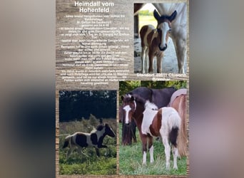 Icelandic Horse, Stallion, Foal (06/2024)