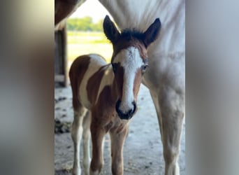 Icelandic Horse, Stallion, Foal (06/2024)