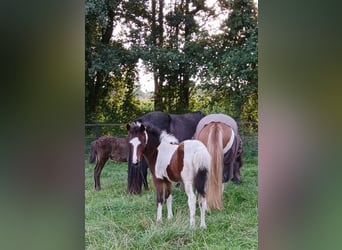 Icelandic Horse, Stallion, Foal (06/2024)