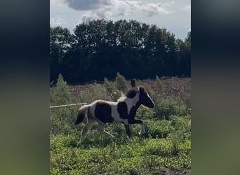 Icelandic Horse, Stallion, Foal (06/2024)