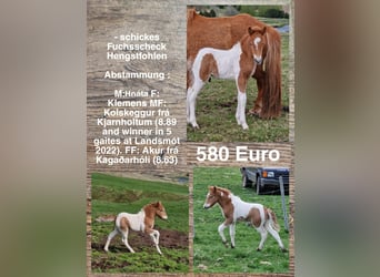 Icelandic Horse, Stallion, Foal (01/2023)