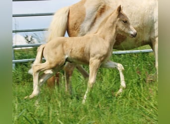 Icelandic Horse, Stallion, Foal (04/2026), Palomino