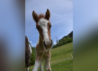 Icelandic Horse, Stallion, Foal (05/2024), Pinto