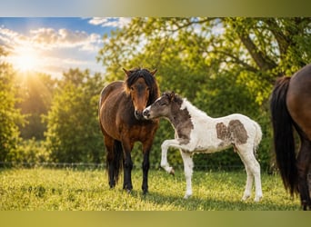 Icelandic Horse, Stallion, Foal (03/2026), Pinto