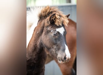 Icelandic Horse, Stallion, Foal (03/2026), Pinto
