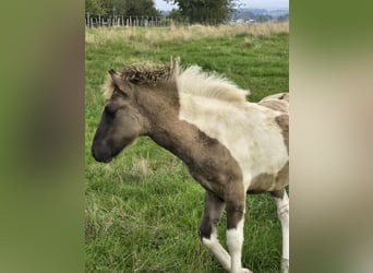 Icelandic Horse, Stallion, Foal (05/2025), Pinto