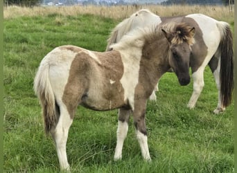 Icelandic Horse, Stallion, Foal (05/2025), Pinto