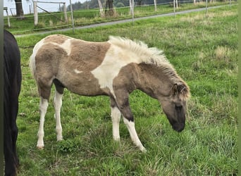 Icelandic Horse, Stallion, Foal (05/2025), Pinto