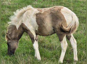 Icelandic Horse, Stallion, Foal (05/2025), Pinto