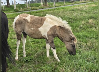 Icelandic Horse, Stallion, Foal (05/2025), Pinto