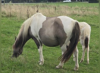 Icelandic Horse, Stallion, Foal (05/2025), Pinto