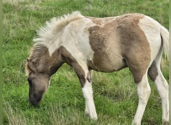 Icelandic Horse, Stallion, Foal (05/2025), Pinto