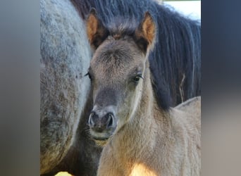 Icelandic Horse, Stallion, Foal (04/2026), Roan-Blue