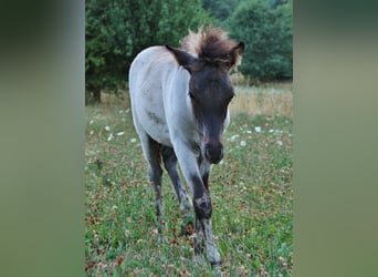 Icelandic Horse, Stallion, Foal (04/2026), Roan-Blue