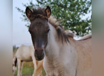 Icelandic Horse, Stallion, Foal (04/2026), Roan-Blue