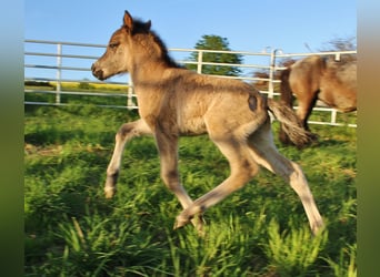 Icelandic Horse, Stallion, Foal (04/2026), Roan-Blue