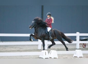 Icelandic Horse, Stallion, 20 years, 14,1 hh