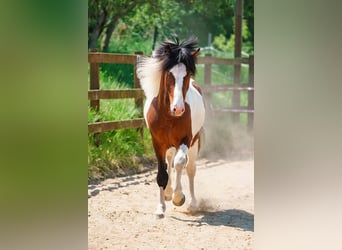 Icelandic Horse, Stallion, 9 years, 14,1 hh