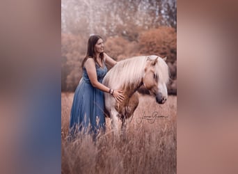 Icelandic Horse, Stallion, 6 years, 14,3 hh