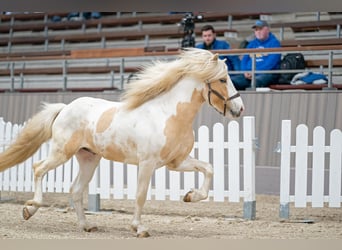 Icelandic Horse, Stallion, 6 years, 14,3 hh