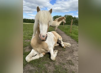 Icelandic Horse, Stallion, 6 years, 14,3 hh