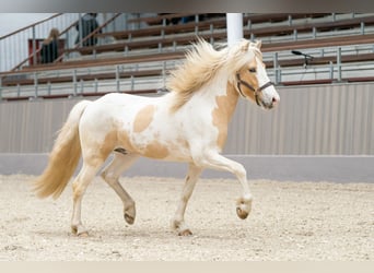 Icelandic Horse, Stallion, 6 years, 14,3 hh
