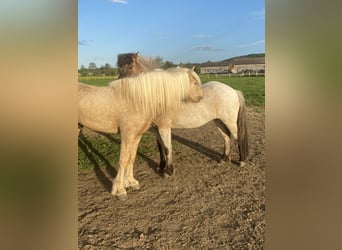 Icelandic Horse, Stallion, 15 years, 14.1 hh, Palomino