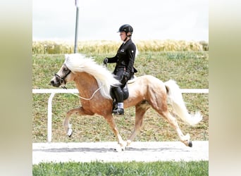 Icelandic Horse, Stallion, 15 years, 14.1 hh, Palomino
