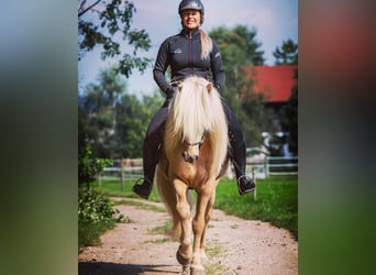 Icelandic Horse, Stallion, 16 years, 14,1 hh, Palomino