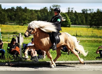 Icelandic Horse, Stallion, 17 years, 14.1 hh, Palomino