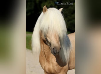 Icelandic Horse, Stallion, 17 years, 14.1 hh, Palomino