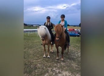 Icelandic Horse, Stallion, 17 years, 14.1 hh, Palomino