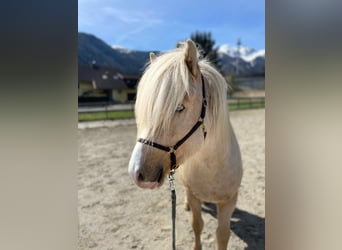 Icelandic Horse, Stallion, 5 years, Palomino