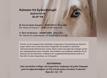 Icelandic Horse, Stallion, 5 years, Palomino
