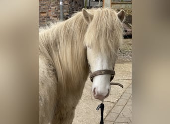 Icelandic Horse, Stallion, 2 years, 14 hh, Perlino