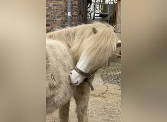 Icelandic Horse, Stallion, 2 years, 14 hh, Perlino