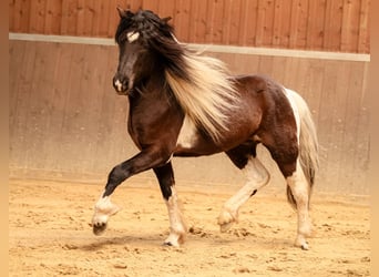 Icelandic Horse, Stallion, 4 years, 13.3 hh, Pinto
