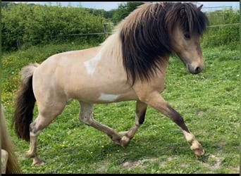 Icelandic Horse, Stallion, 4 years, Pinto