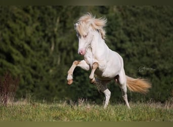 Icelandic Horse, Stallion, 10 years, 13.3 hh, Pinto