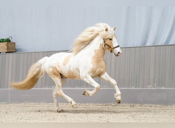 Icelandic Horse, Stallion, 5 years, 14,3 hh, Pinto
