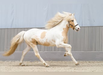 Icelandic Horse, Stallion, 5 years, 14,3 hh, Pinto