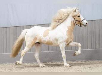 Icelandic Horse, Stallion, 5 years, 14,3 hh, Pinto