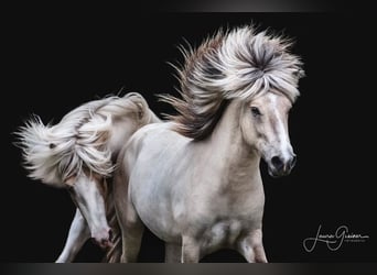 Icelandic Horse, Stallion, 5 years, 14,3 hh, Pinto