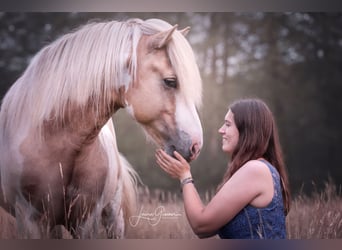 Icelandic Horse, Stallion, 5 years, 14,3 hh, Pinto