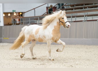 Icelandic Horse, Stallion, 5 years, 14,3 hh, Pinto