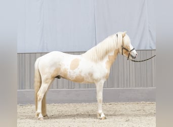 Icelandic Horse, Stallion, 5 years, 14,3 hh, Pinto